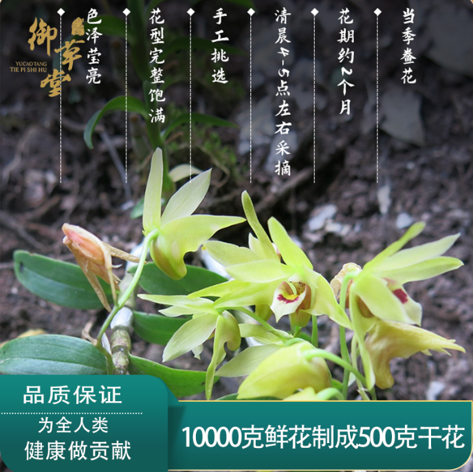 御草堂精选高山石斛花 9克